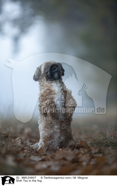 Shih Tzu im Nebel / Shih Tzu in the fog / MW-24807