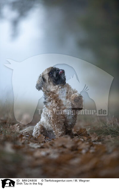 Shih Tzu im Nebel / Shih Tzu in the fog / MW-24808