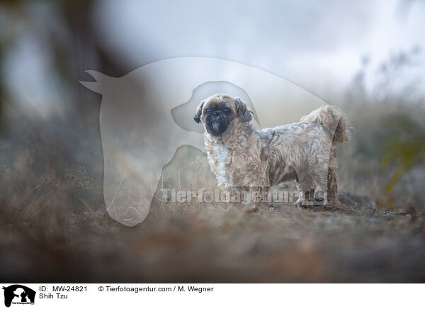 Shih Tzu / Shih Tzu / MW-24821
