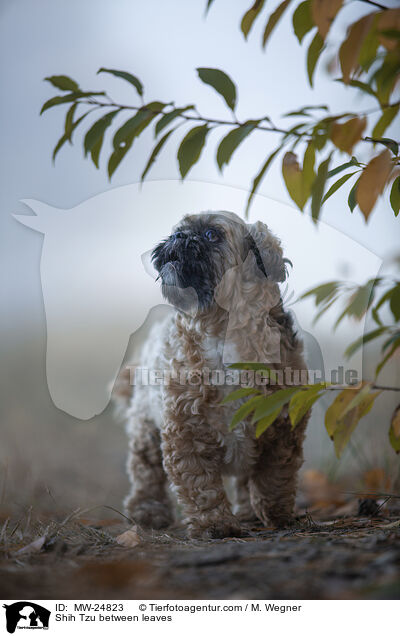 Shih Tzu zwischen Blttern / Shih Tzu between leaves / MW-24823
