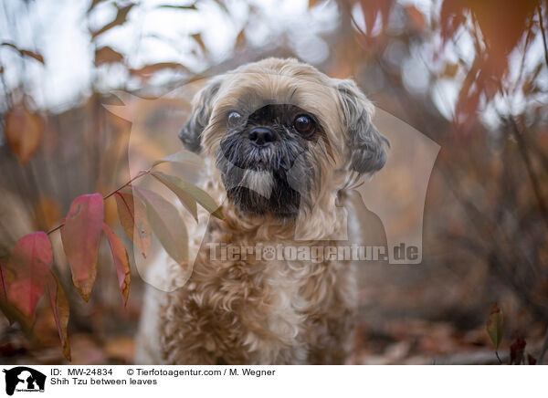 Shih Tzu zwischen Blttern / Shih Tzu between leaves / MW-24834