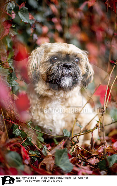 Shih Tzu zwischen roten Weinblttern / Shih Tzu between red vine leaves / MW-24854
