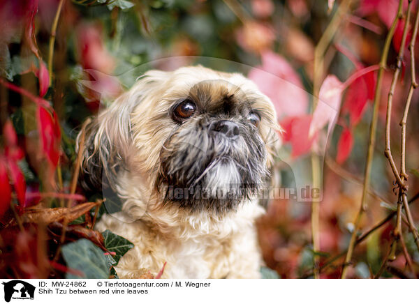 Shih Tzu zwischen roten Weinblttern / Shih Tzu between red vine leaves / MW-24862