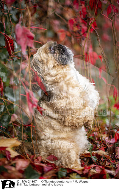 Shih Tzu zwischen roten Weinblttern / Shih Tzu between red vine leaves / MW-24867