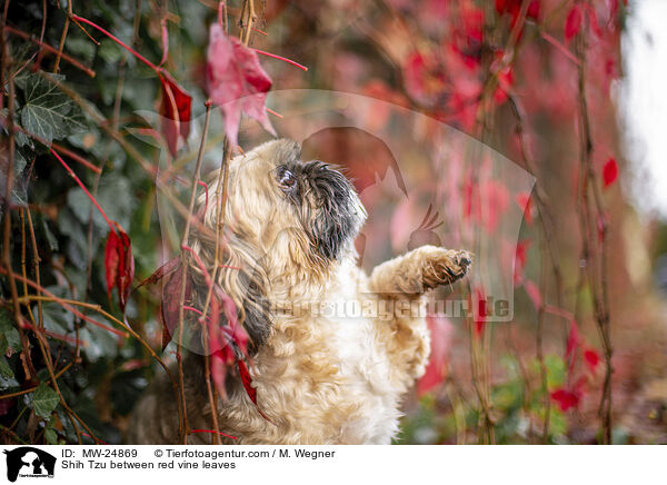 Shih Tzu zwischen roten Weinblttern / Shih Tzu between red vine leaves / MW-24869