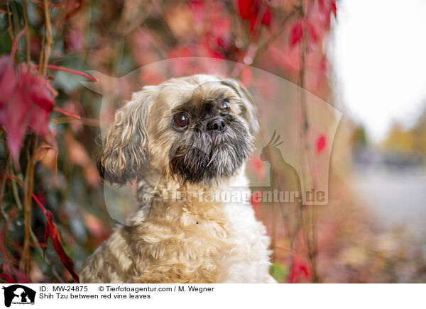 Shih Tzu zwischen roten Weinblttern / Shih Tzu between red vine leaves / MW-24875