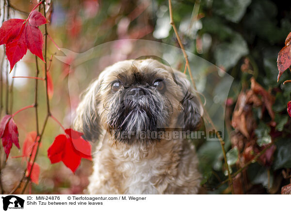 Shih Tzu zwischen roten Weinblttern / Shih Tzu between red vine leaves / MW-24876