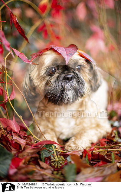 Shih Tzu zwischen roten Weinblttern / Shih Tzu between red vine leaves / MW-24881