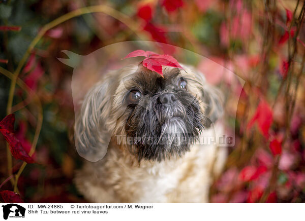 Shih Tzu zwischen roten Weinblttern / Shih Tzu between red vine leaves / MW-24885