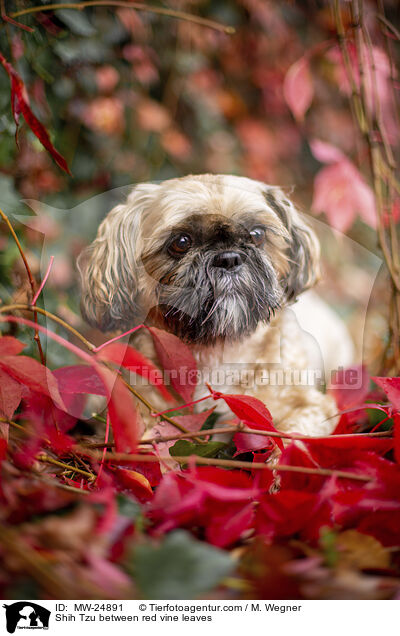 Shih Tzu zwischen roten Weinblttern / Shih Tzu between red vine leaves / MW-24891