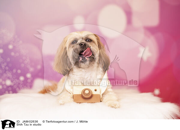 Shih Tzu im Studio / Shih Tzu in studio / JAM-02636