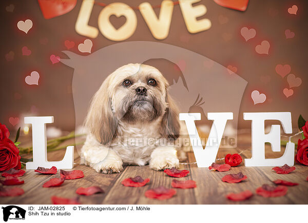 Shih Tzu im Studio / Shih Tzu in studio / JAM-02825