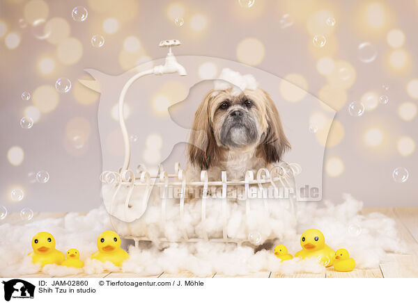 Shih Tzu im Studio / Shih Tzu in studio / JAM-02860