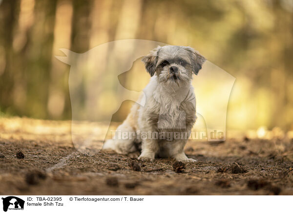 Shih Tzu Hndin / female Shih Tzu / TBA-02395