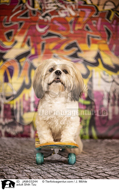 ausgewachsener Shih Tzu / adult Shih Tzu / JAM-03244