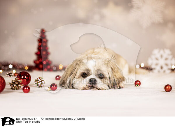 Shih Tzu im Studio / Shih Tzu in studio / JAM-03347