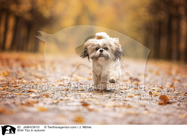 Shih Tzu im Herbst / Shih Tzu in autumn / JAM-03610