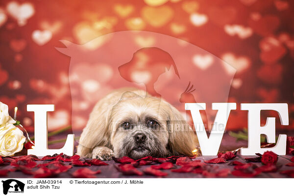 ausgewachsener Shih Tzu / adult Shih Tzu / JAM-03914