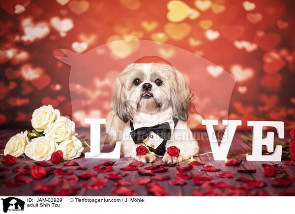 ausgewachsener Shih Tzu / adult Shih Tzu / JAM-03929