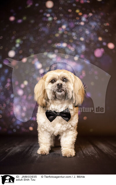 ausgewachsener Shih Tzu / adult Shih Tzu / JAM-03935