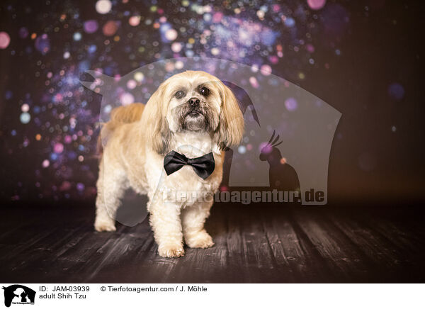 ausgewachsener Shih Tzu / adult Shih Tzu / JAM-03939