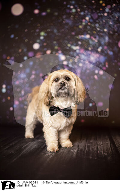 ausgewachsener Shih Tzu / adult Shih Tzu / JAM-03941