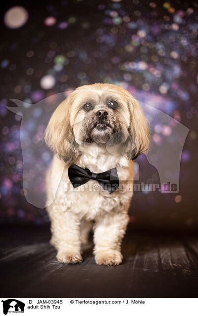 ausgewachsener Shih Tzu / adult Shih Tzu / JAM-03945