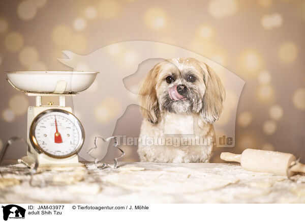 ausgewachsener Shih Tzu / adult Shih Tzu / JAM-03977