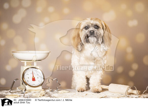 ausgewachsener Shih Tzu / adult Shih Tzu / JAM-03980