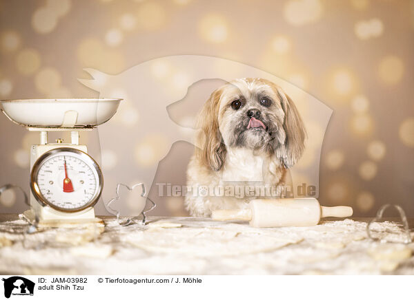 ausgewachsener Shih Tzu / adult Shih Tzu / JAM-03982