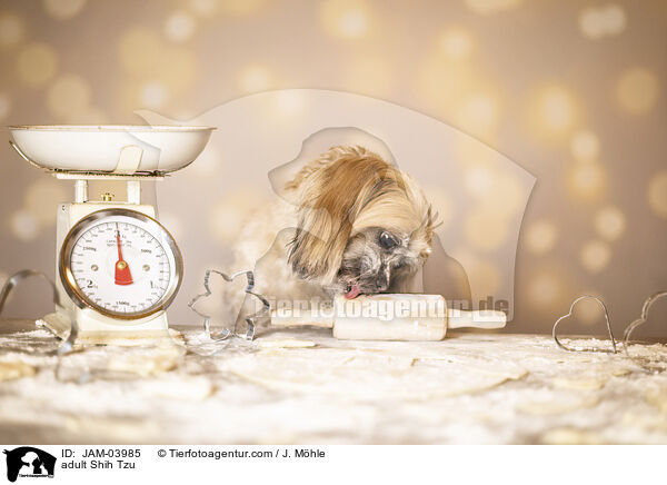 ausgewachsener Shih Tzu / adult Shih Tzu / JAM-03985