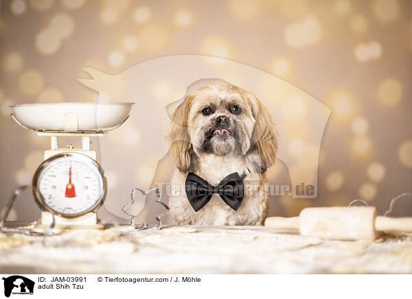 ausgewachsener Shih Tzu / adult Shih Tzu / JAM-03991