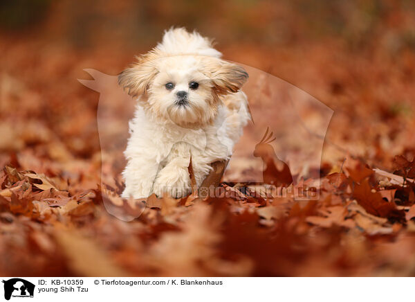 junger Shih Tzu / young Shih Tzu / KB-10359