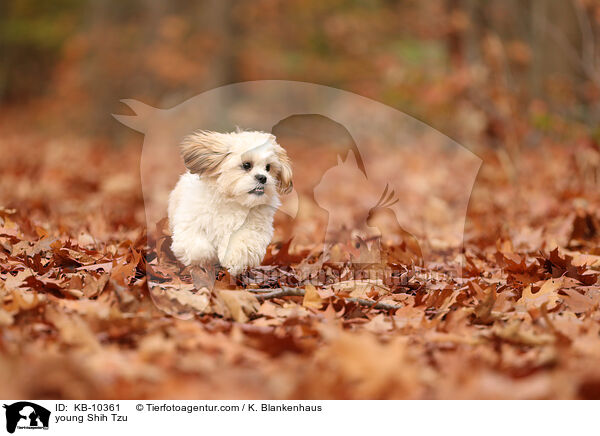 junger Shih Tzu / young Shih Tzu / KB-10361