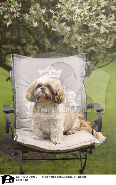 Shih Tzu / HBO-06069