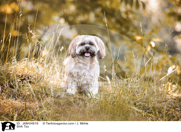 Shih Tzu / Shih Tzu / JAM-04619