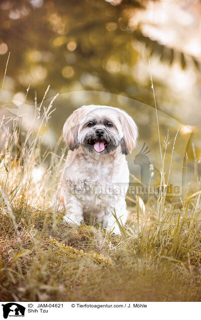 Shih Tzu / JAM-04621