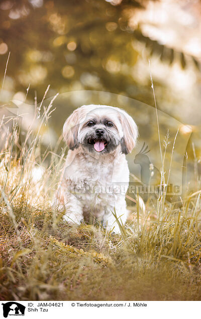 Shih Tzu / Shih Tzu / JAM-04621