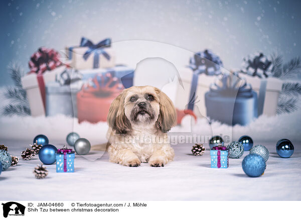 Shih Tzu zwischen Weihnachtsdeko / Shih Tzu between christmas decoration / JAM-04660