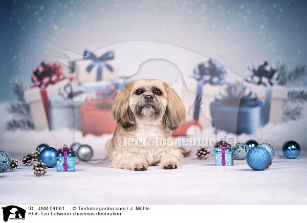 Shih Tzu zwischen Weihnachtsdeko / Shih Tzu between christmas decoration / JAM-04661