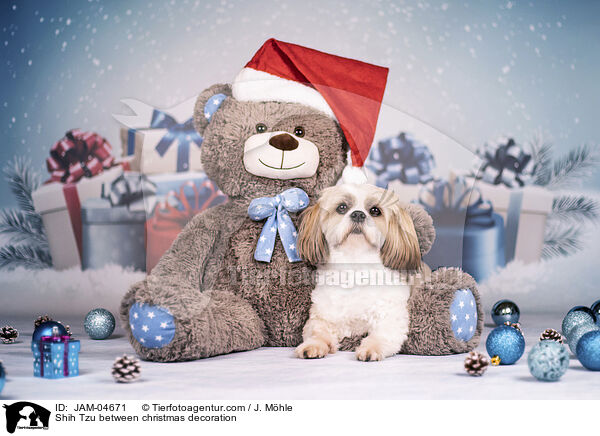 Shih Tzu zwischen Weihnachtsdeko / Shih Tzu between christmas decoration / JAM-04671