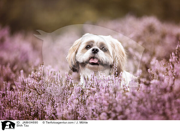 Shih Tzu / Shih Tzu / JAM-04690