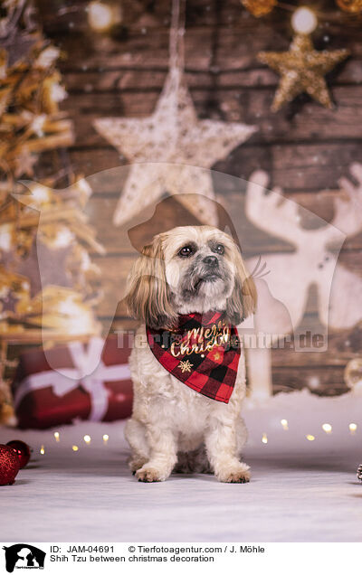 Shih Tzu zwischen Weihnachtsdeko / Shih Tzu between christmas decoration / JAM-04691