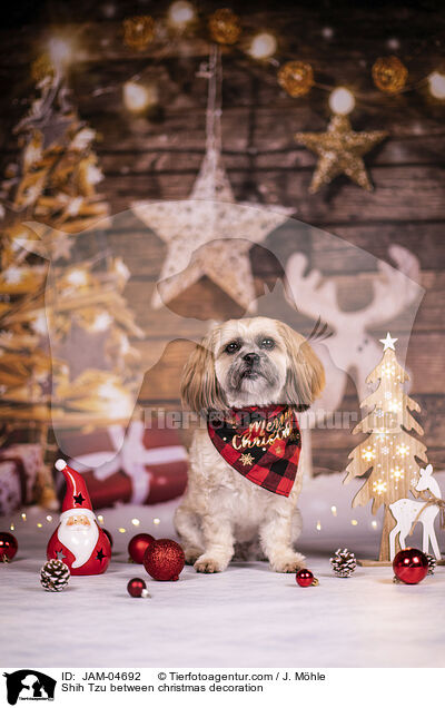 Shih Tzu between christmas decoration / JAM-04692