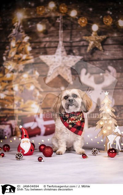 Shih Tzu zwischen Weihnachtsdeko / Shih Tzu between christmas decoration / JAM-04694