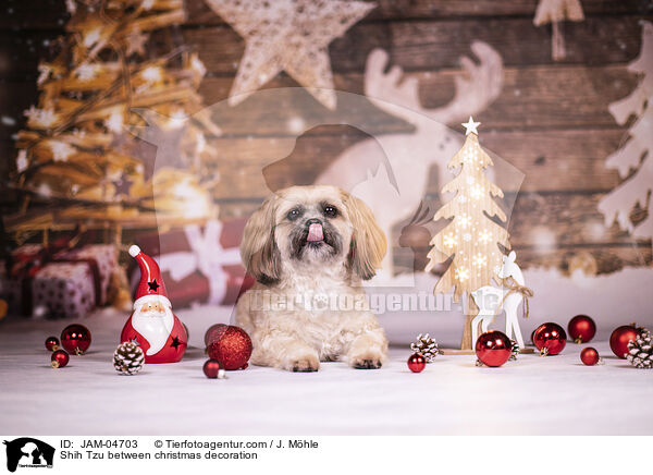 Shih Tzu zwischen Weihnachtsdeko / Shih Tzu between christmas decoration / JAM-04703