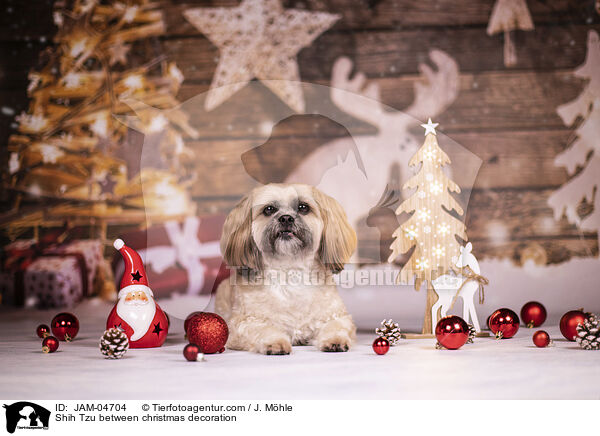 Shih Tzu zwischen Weihnachtsdeko / Shih Tzu between christmas decoration / JAM-04704