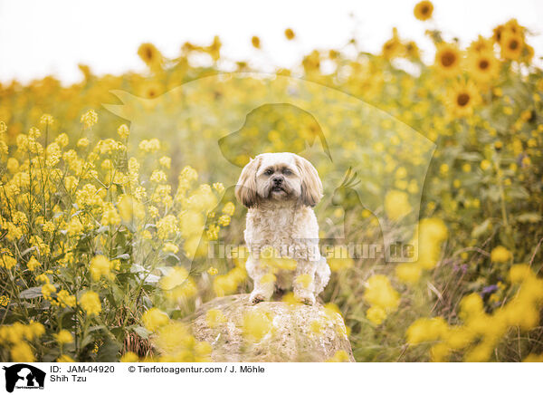 Shih Tzu / Shih Tzu / JAM-04920