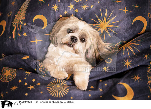 Shih Tzu / JAM-04923