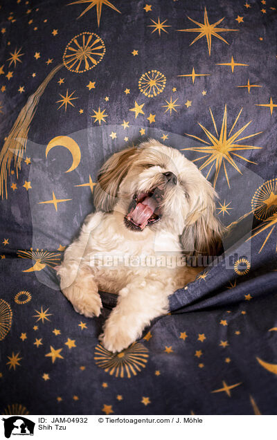 Shih Tzu / JAM-04932